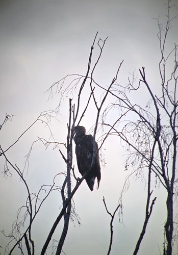 White-tailed Eagle