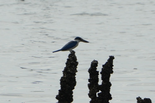 Collared Kingfisher