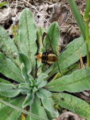 Hemaris diffinis
