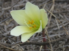 Zephyranthes concolor
