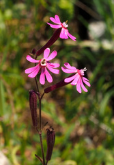Silene damascena