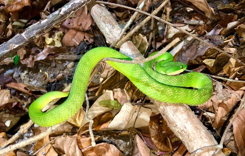 White-lipped Island Pitviper — seen at this dive site