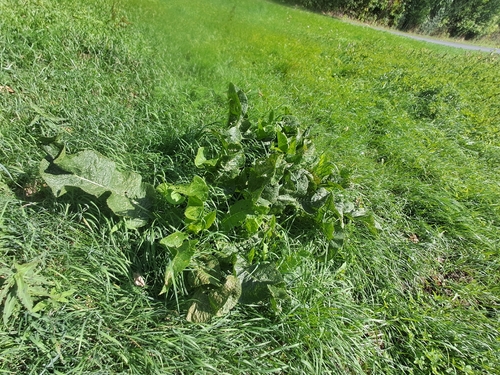 Horseradish