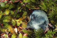 Rossbeevera pachydermis