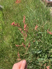 Rumex acetosa