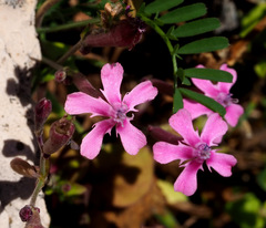 Silene aegyptiaca