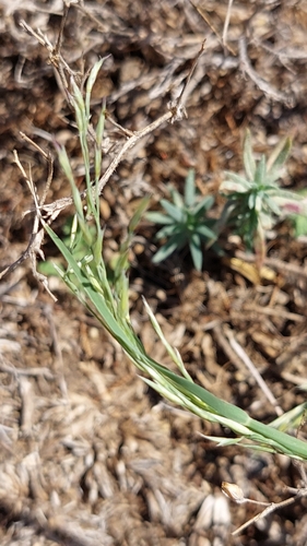 Cleistogenes serotina, 2026-09-05