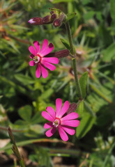 Silene damascena