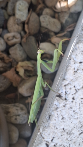 European Mantis