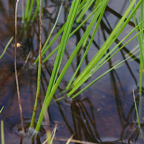 Carex nigra, photograph 5