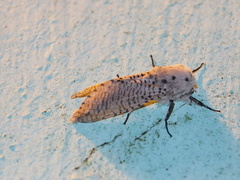 Polyphagozerra coffeae