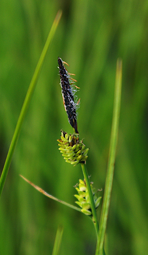 Carex nigra, photograph 4