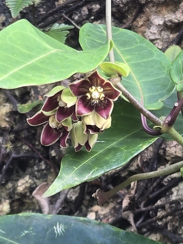 Cynanchum graphistemmatoides, 2026-09-05