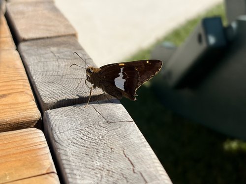 Silver-spotted Skipper