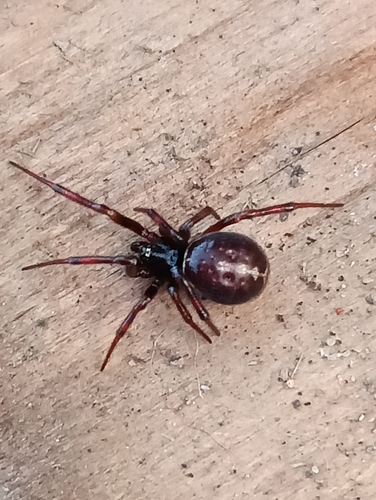 Rabbit Hutch Spider