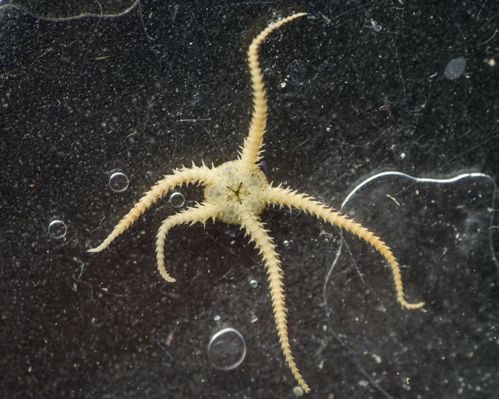 Ophiura robusta