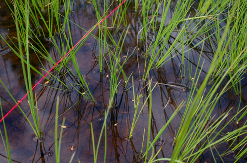 Carex nigra, photograph 6