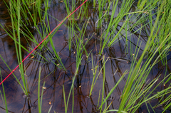 Carex nigra, photograph (c) Георгий Виноградов (Georgy Vinogradov), some rights reserved (CC BY)