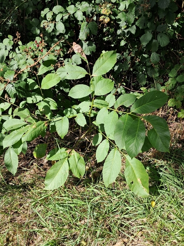 Persian walnut