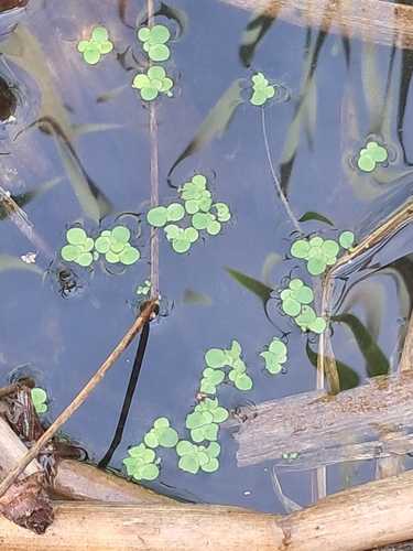 greater duckweed
