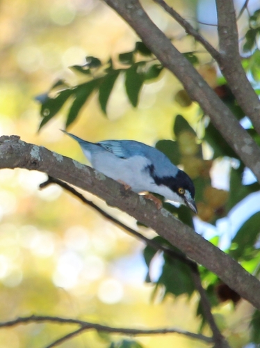 Hooded Tanager