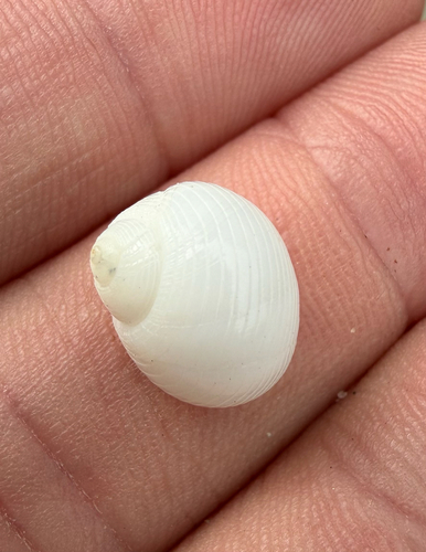 Sigatica carolinensis observed 2026-08-18