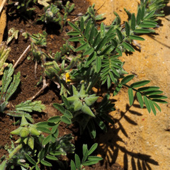 Biserrula epiglottis