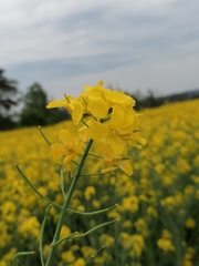 Brassica napus napus