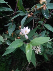 Deutzia pulchra