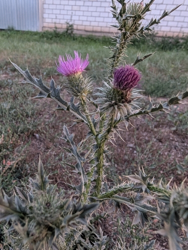 Broad-winged Thistle