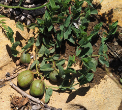 Aristolochia parvifolia