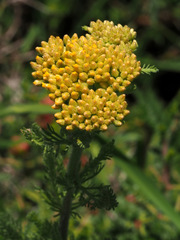 Achillea arabica