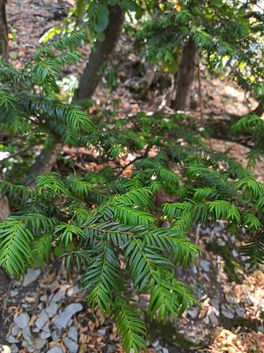 common yew