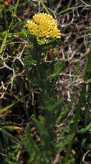 Achillea arabica