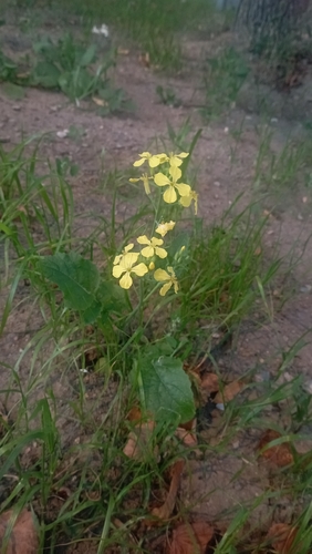 Наблюдение на iNaturalist