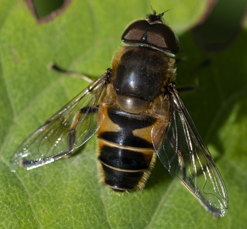 Eristalis similis