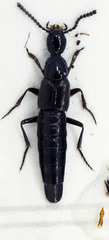 Rabigus pullus