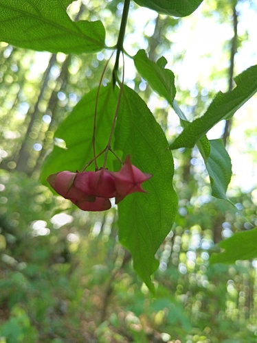 Spindle