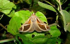 Calyptis iter
