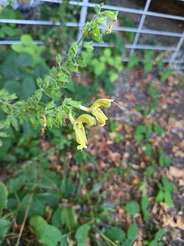 Sticky Sage