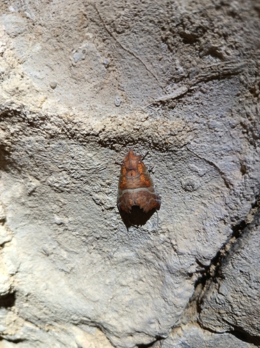 Herald Moth