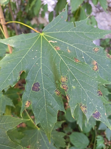 Black Tar Spot