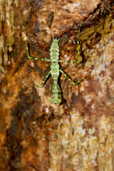 Liturgusella malagassa