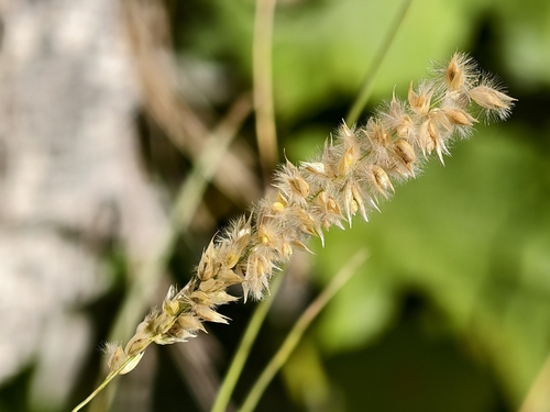 Melica ciliata, 2026-09-05
