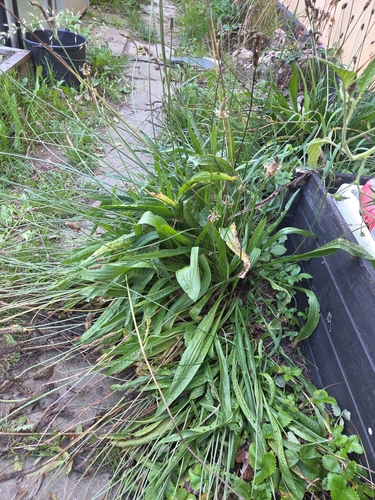 ribwort plantain