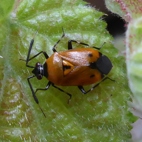 Representative image of Deraeocoris punctum