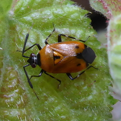 Deraeocoris punctum