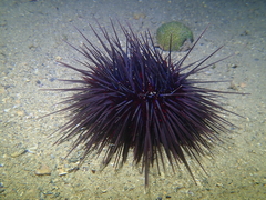 Centrostephanus tenuispinus