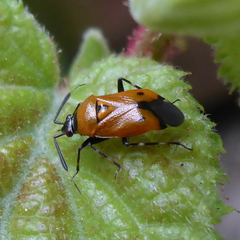 Deraeocoris punctum