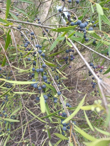 Narrow-leaved mock privet